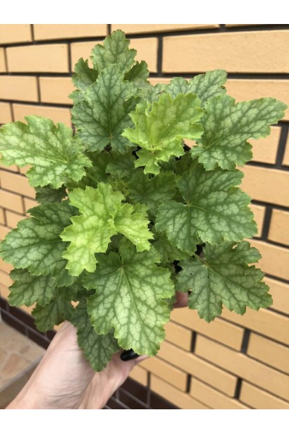 Гейхера гібридна ’Лайм Свізле’